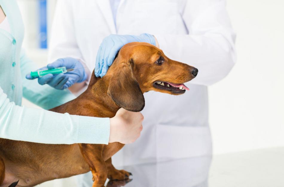 Сделать прививку от бешенства собаке в казани бесплатно thumbnail