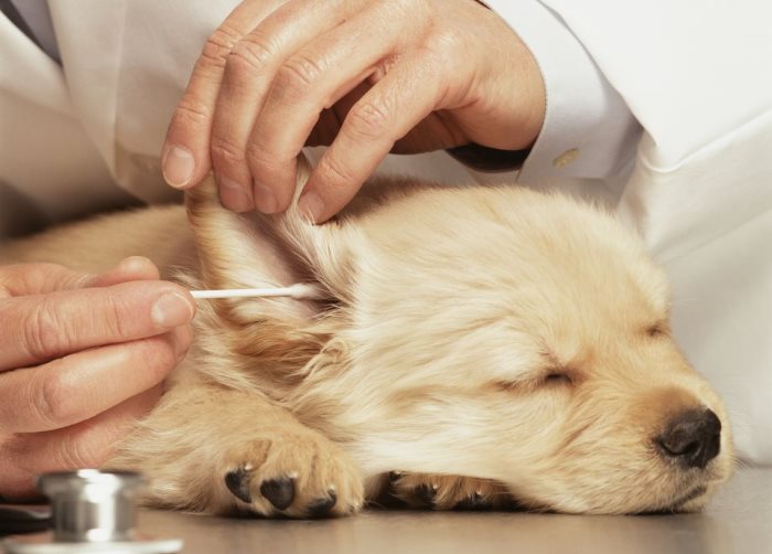 Ушной клещ у домашней собаки: симптомы и лечение.